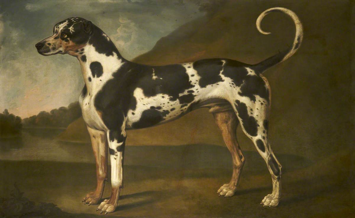 A Harlequin Great Dane Called 'Turpin'