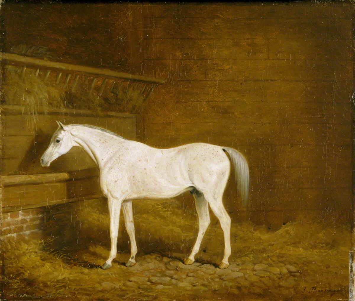 A Grey Racehorse in a Stable 