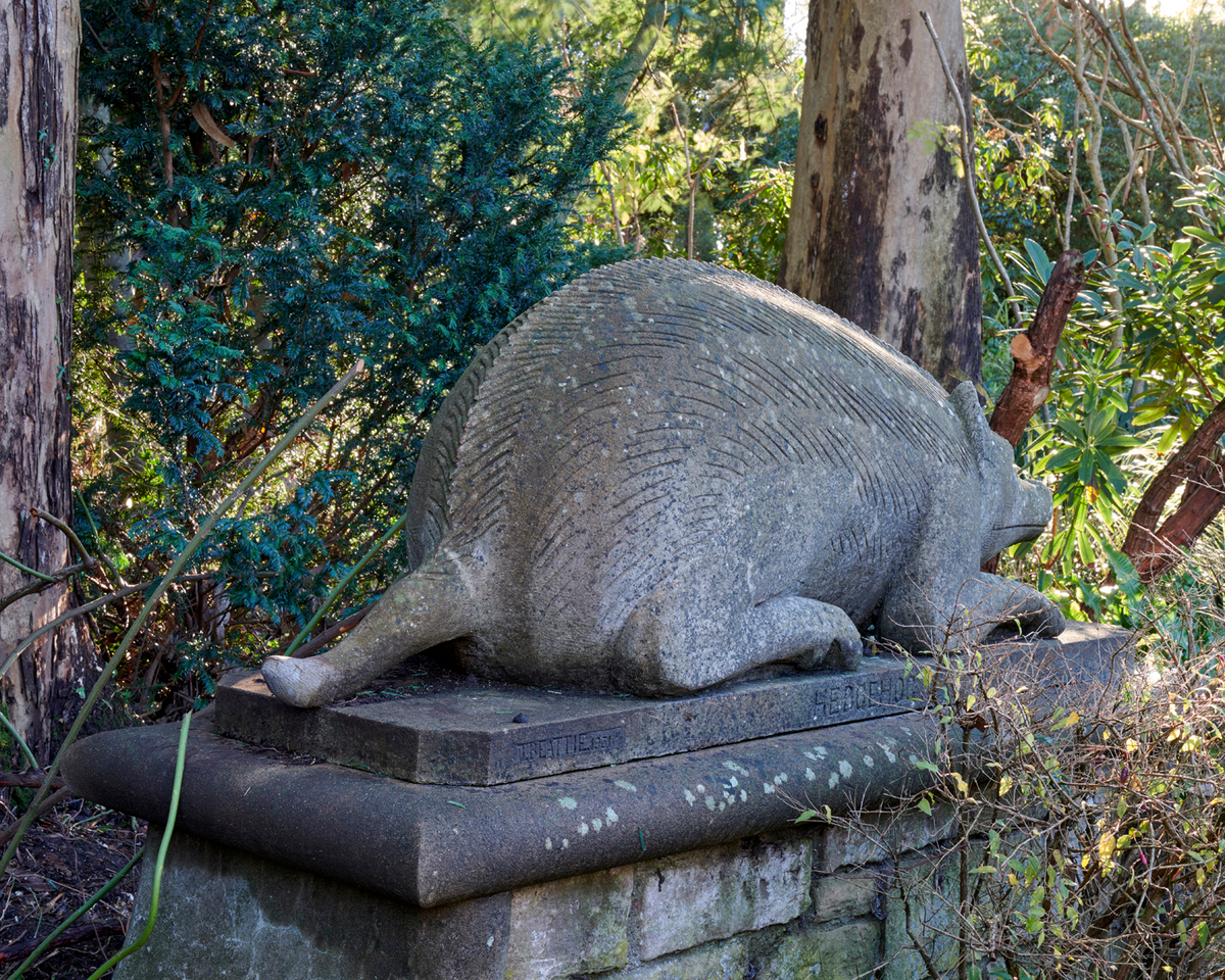 A Hedgehog