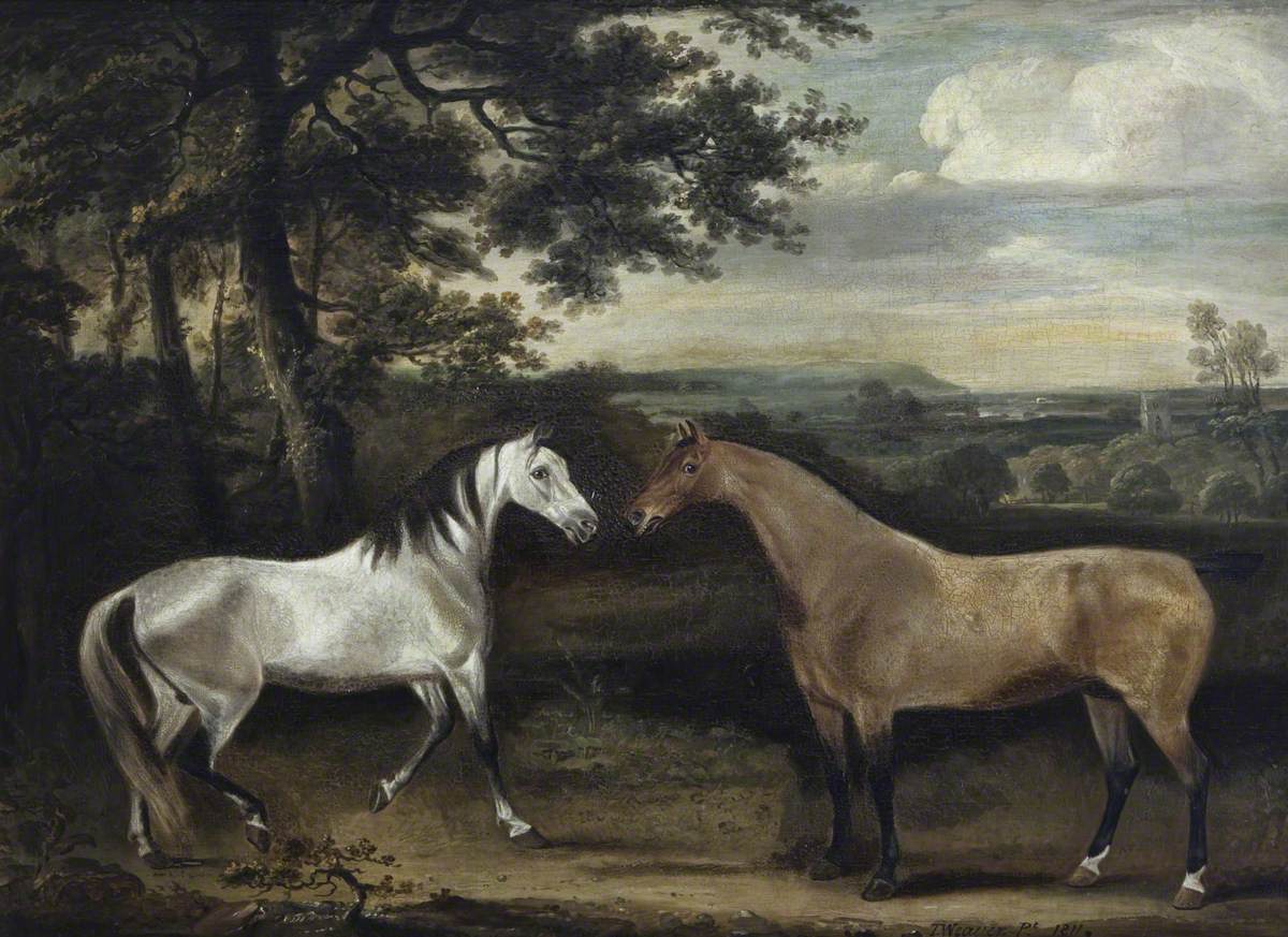 A Grey Mare, 'Rose', and a Portuguese Bay Hunter