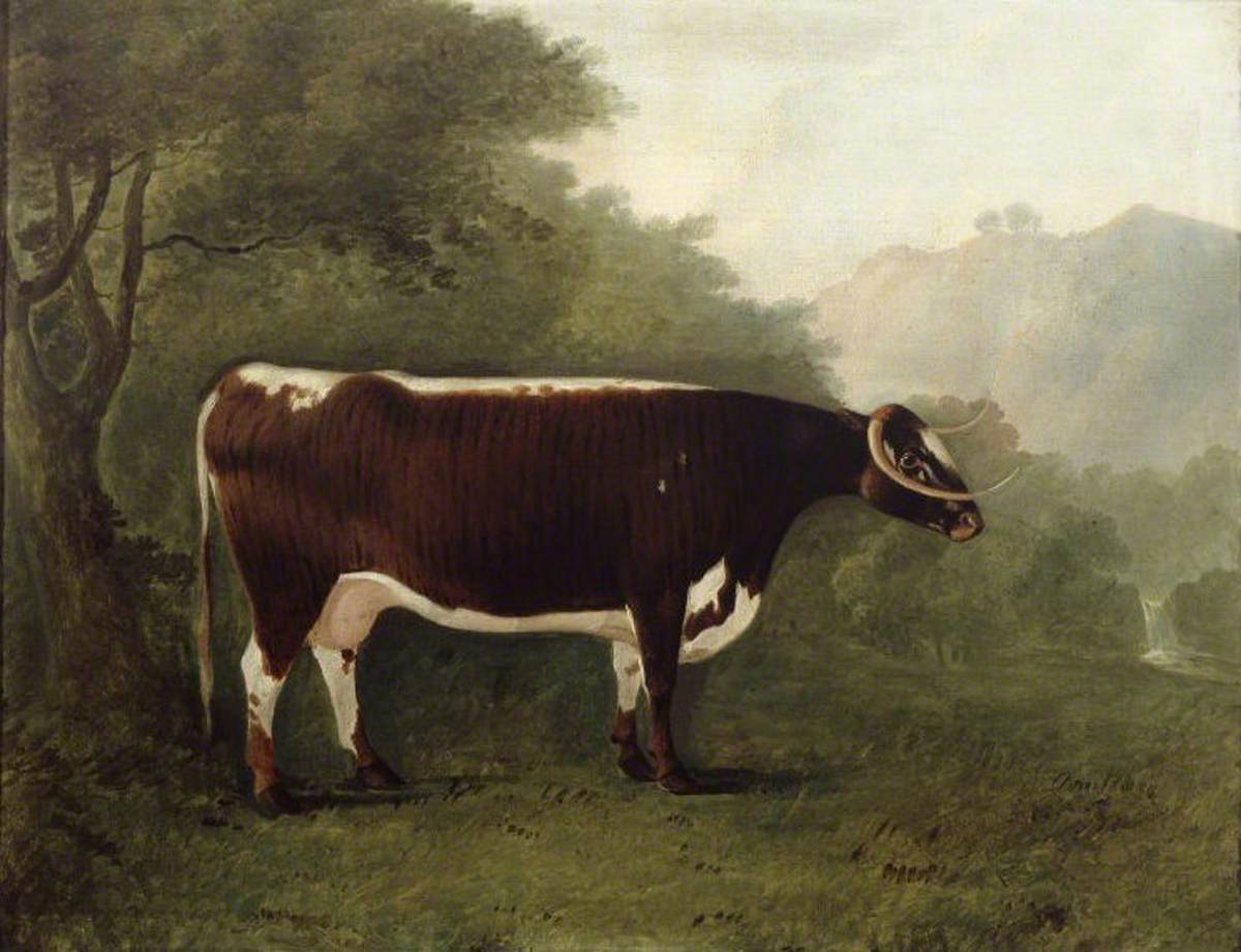 'Garrick's Sister': A Cow