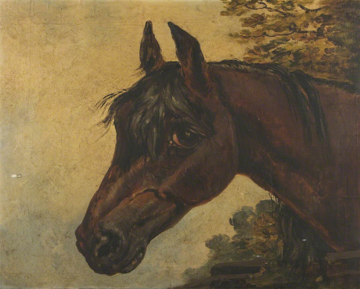 A Soulful Bay Horse's Head