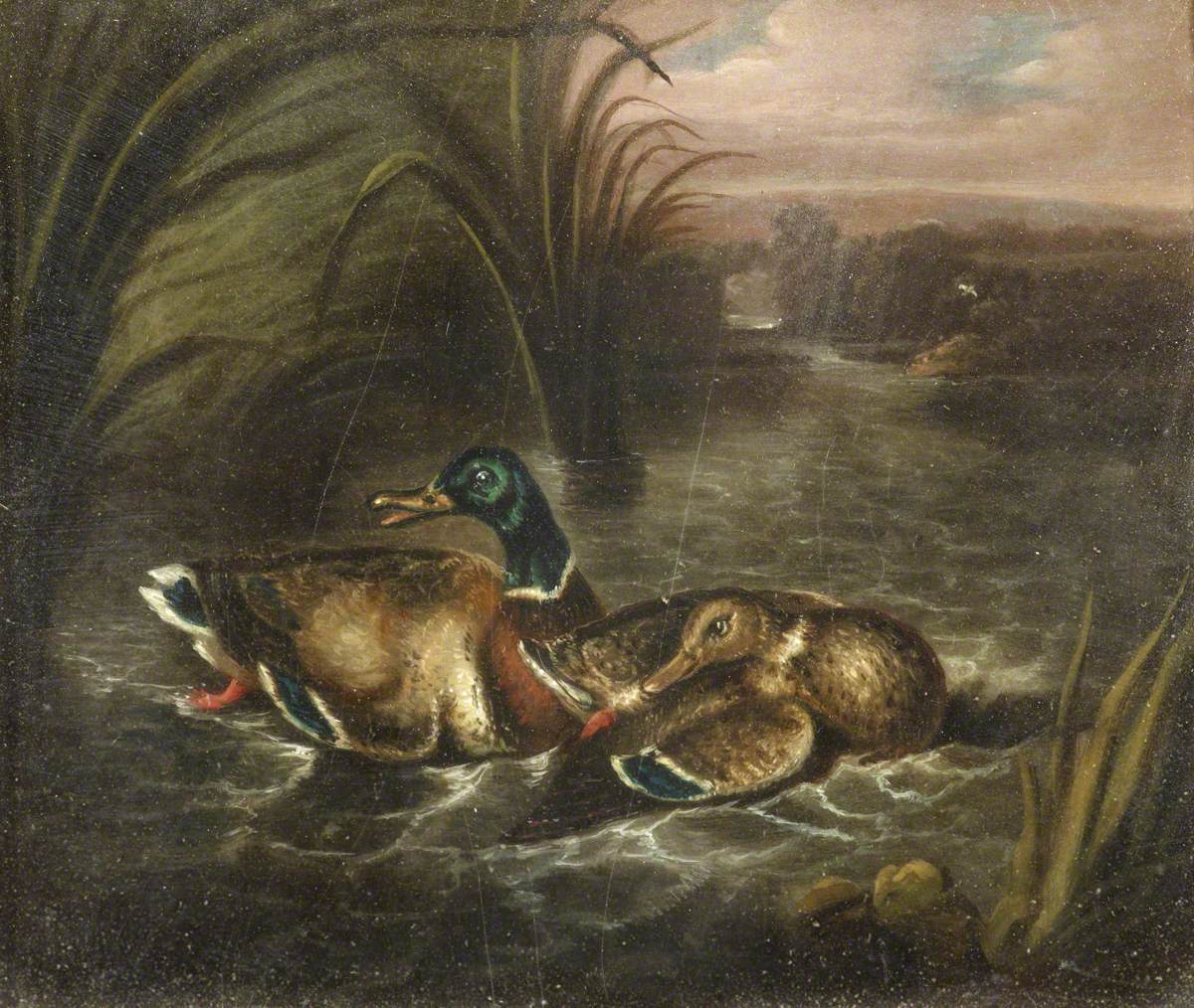 Two Mallards