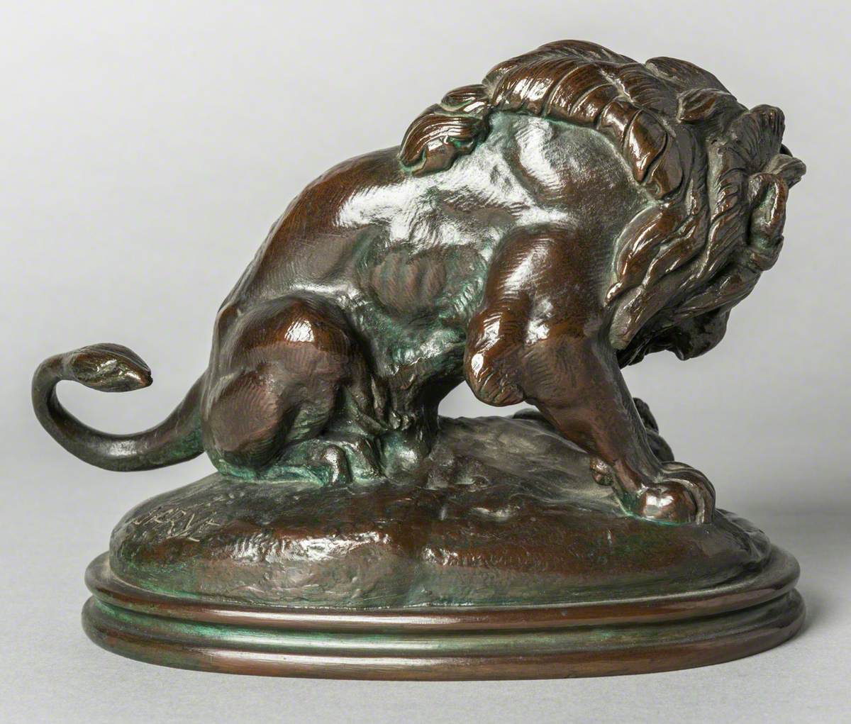 Lion Fighting a Snake