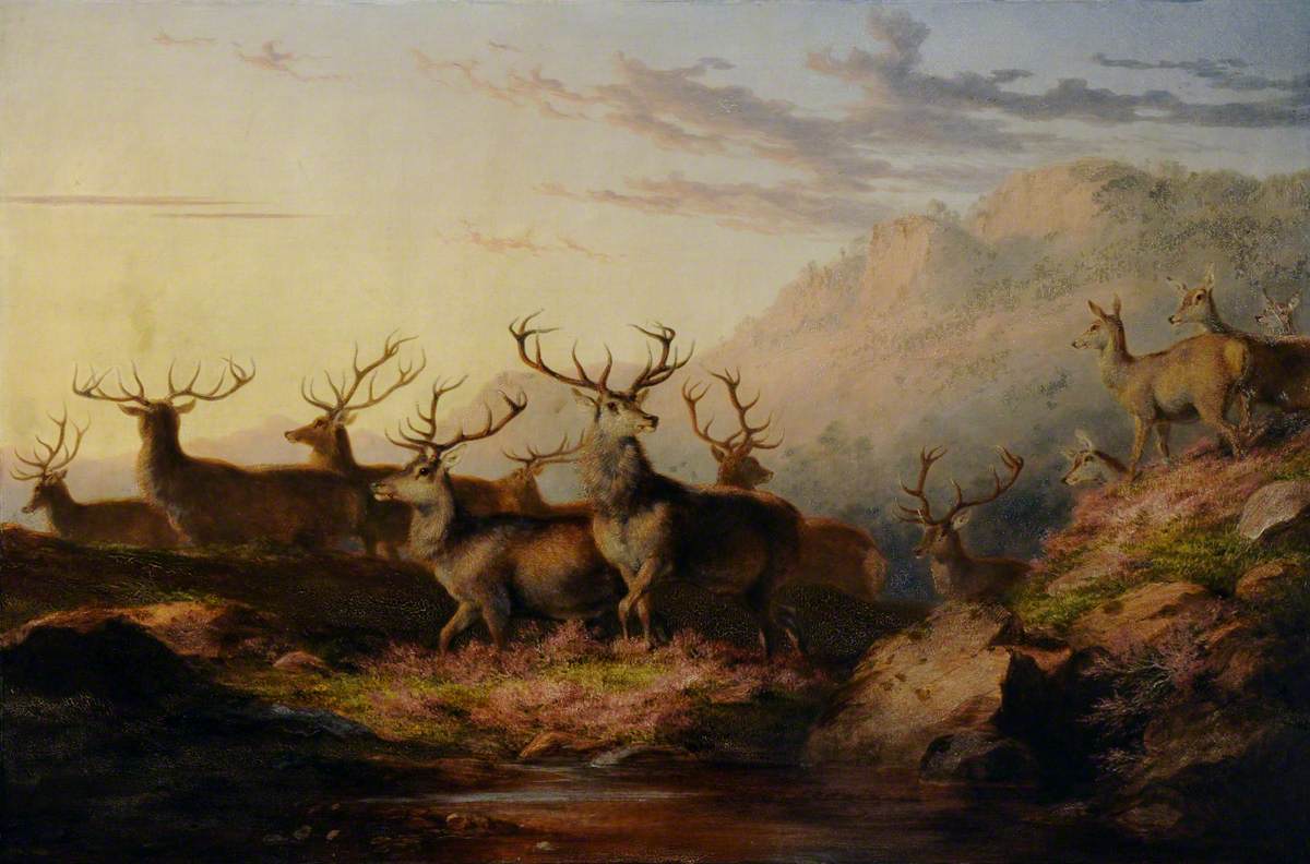 Stags on the Highlands