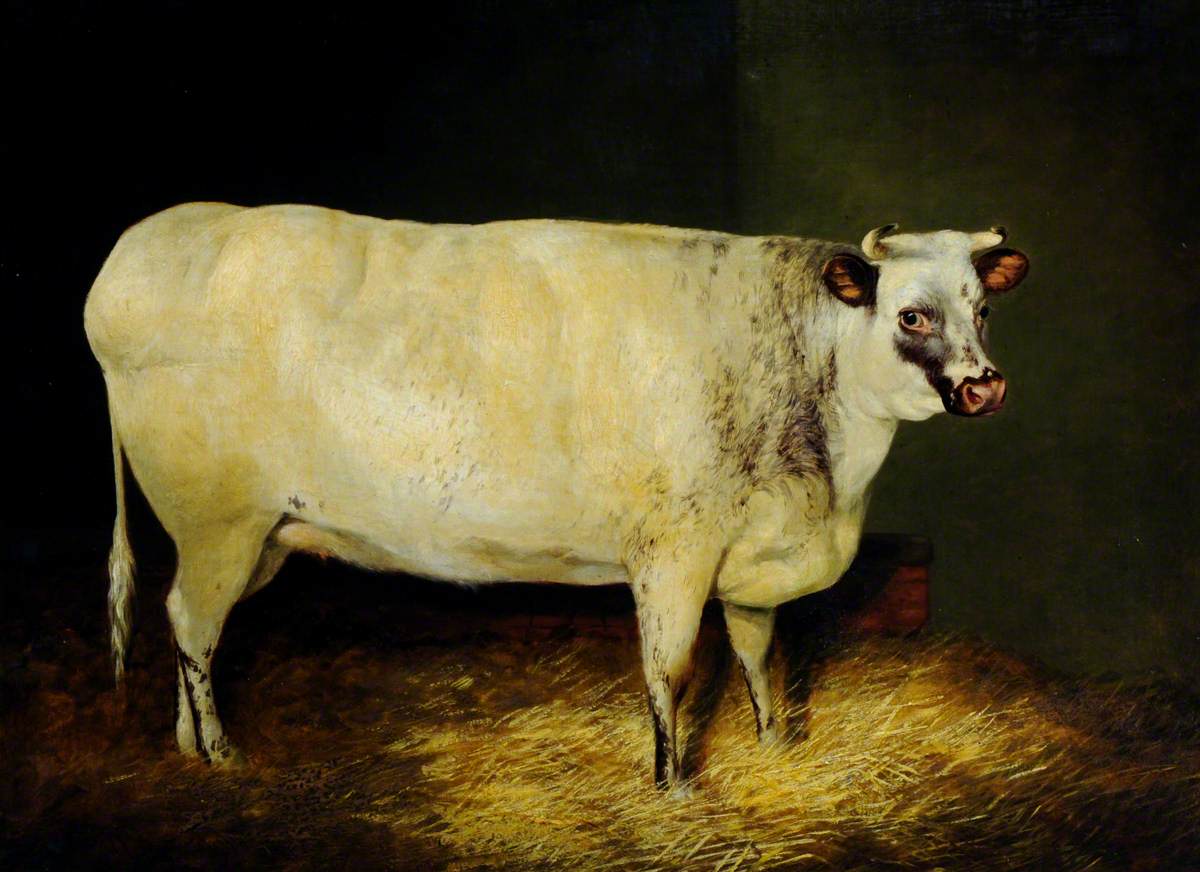A White Shorthorn Heifer