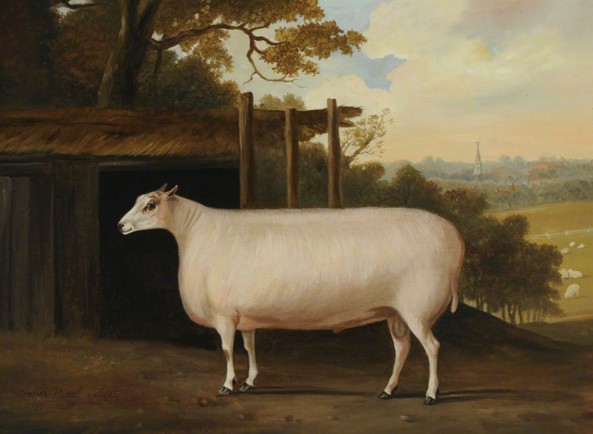 A Prize Sheep by a Shelter