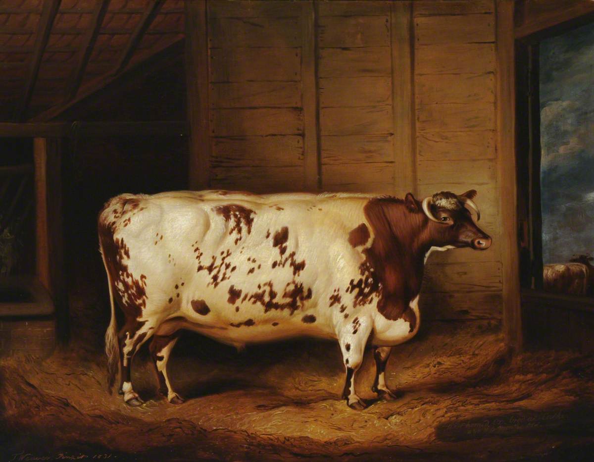 A Prize Shorthorn Ox