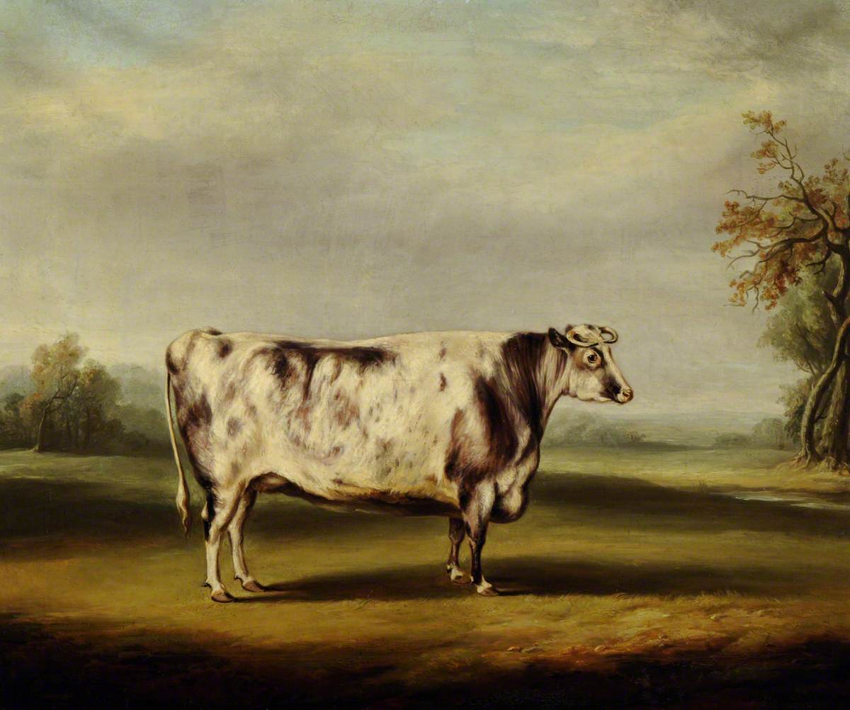 A Grey Shorthorn Cow