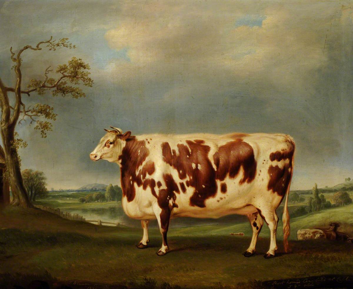 A Brindled Shorthorn Cow, Bred at Calke