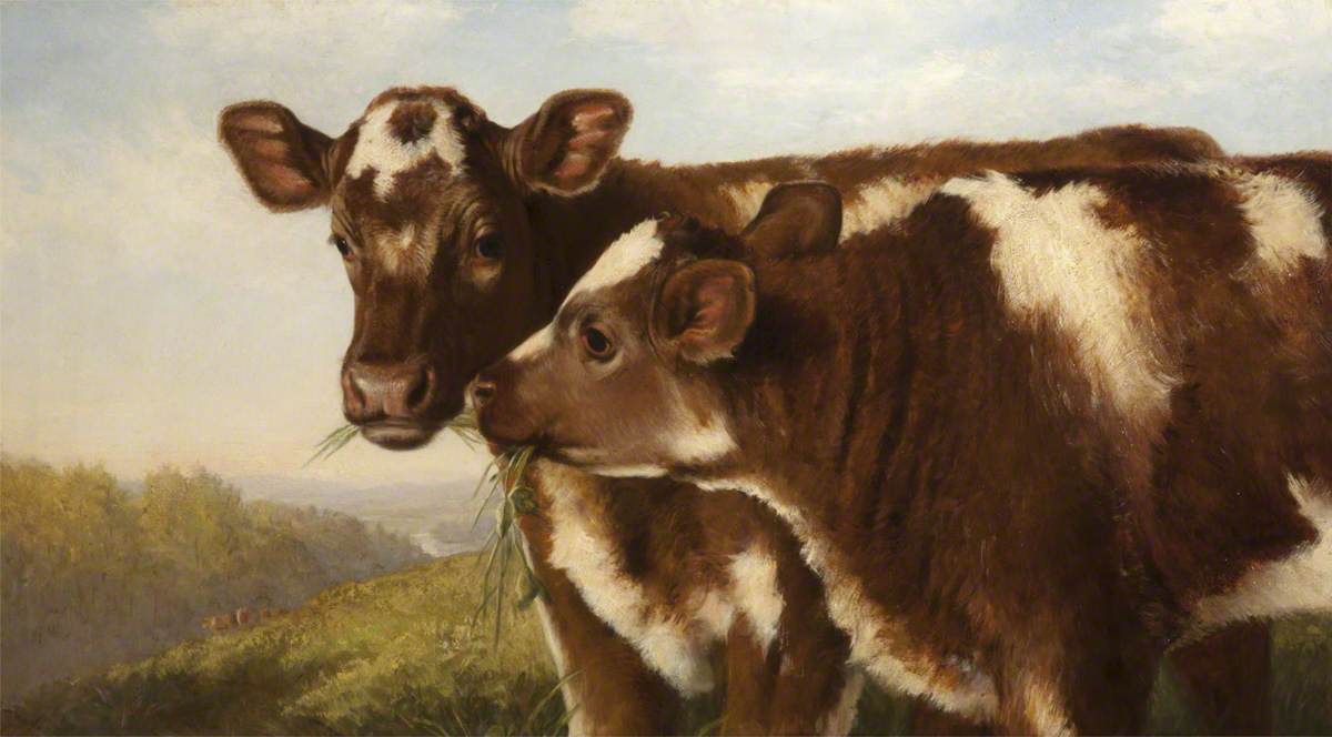 Two Shorthorn Calves