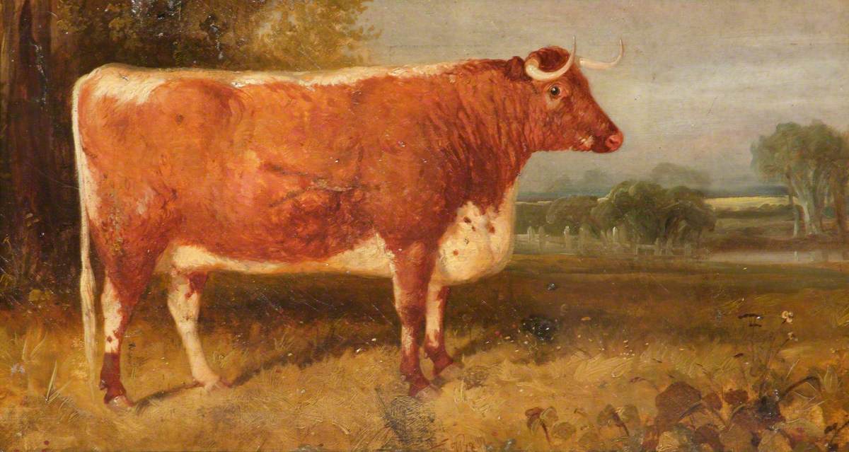 'Daisy': A Longhorn Cow in a Landscape, the Property of John Henry Whitmore-Jones of Chastleton