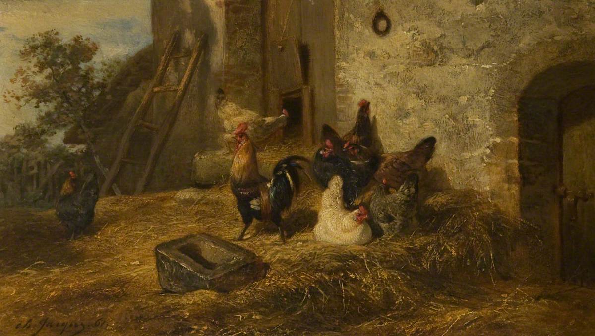 Poultry in a Midden