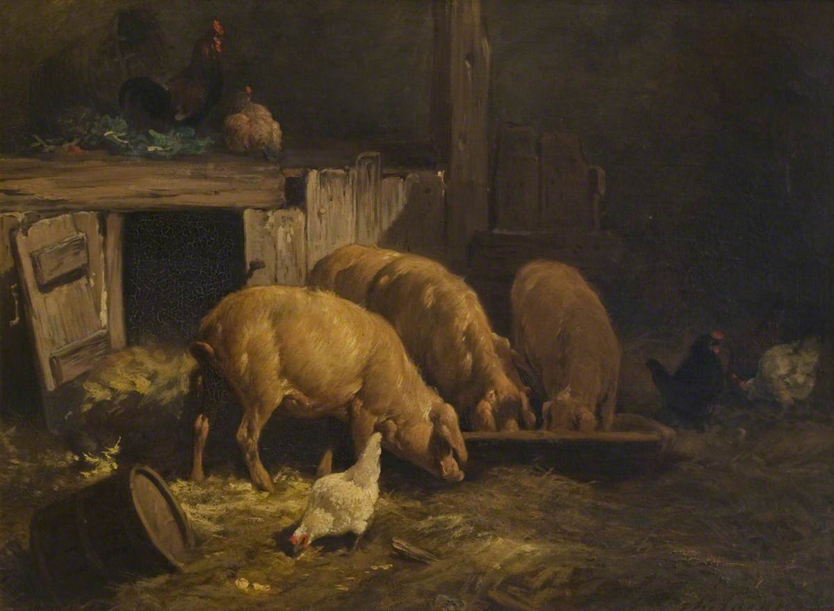 Pigs and Poultry Feeding