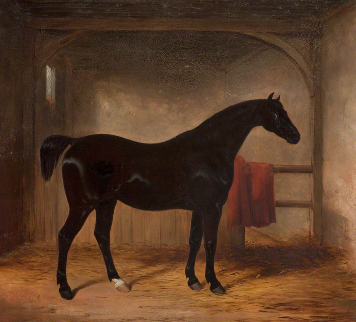 Black Horse in a Loose Box