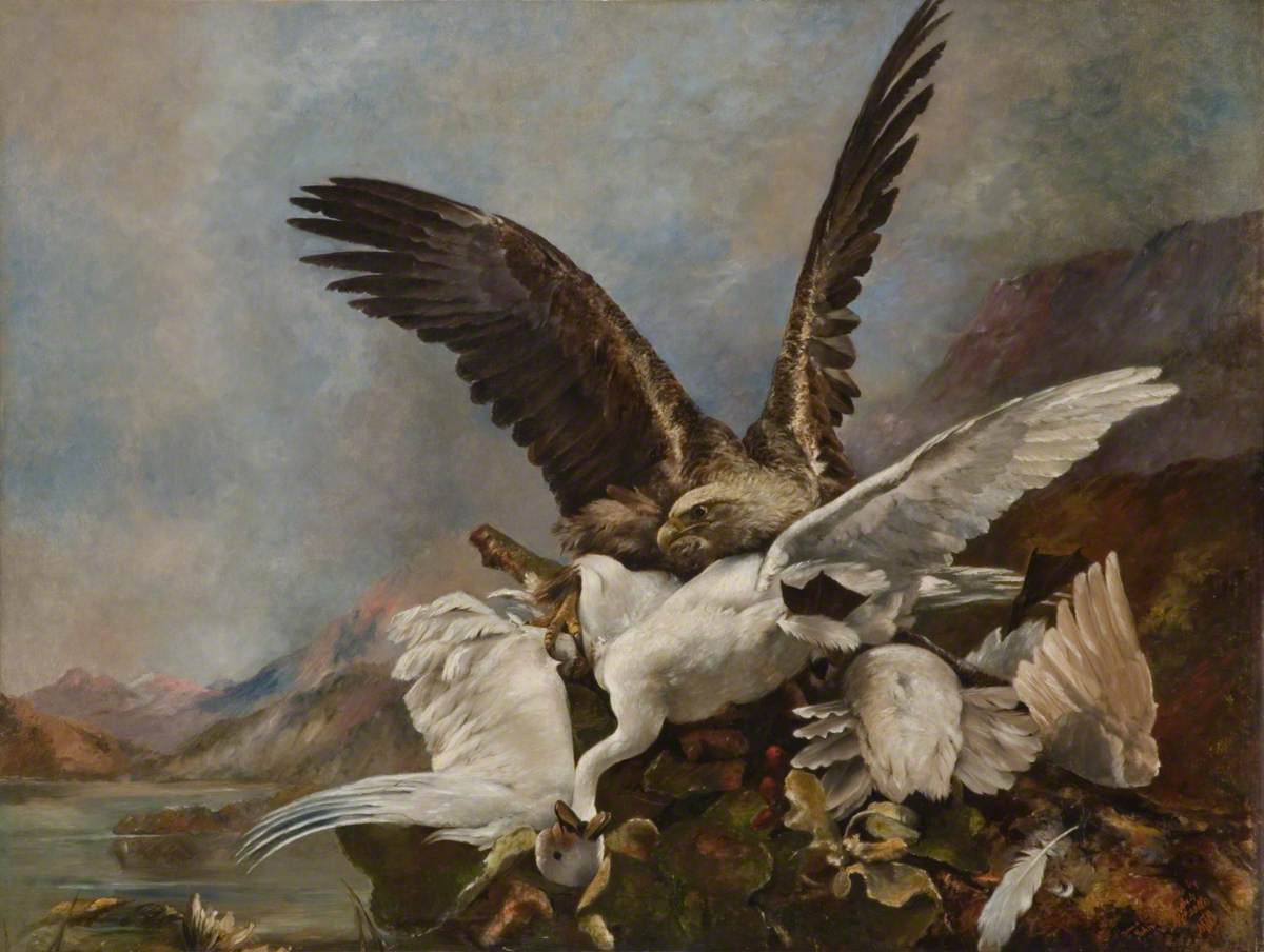 White Tailed Eagle Attacking a Bewick's Swan