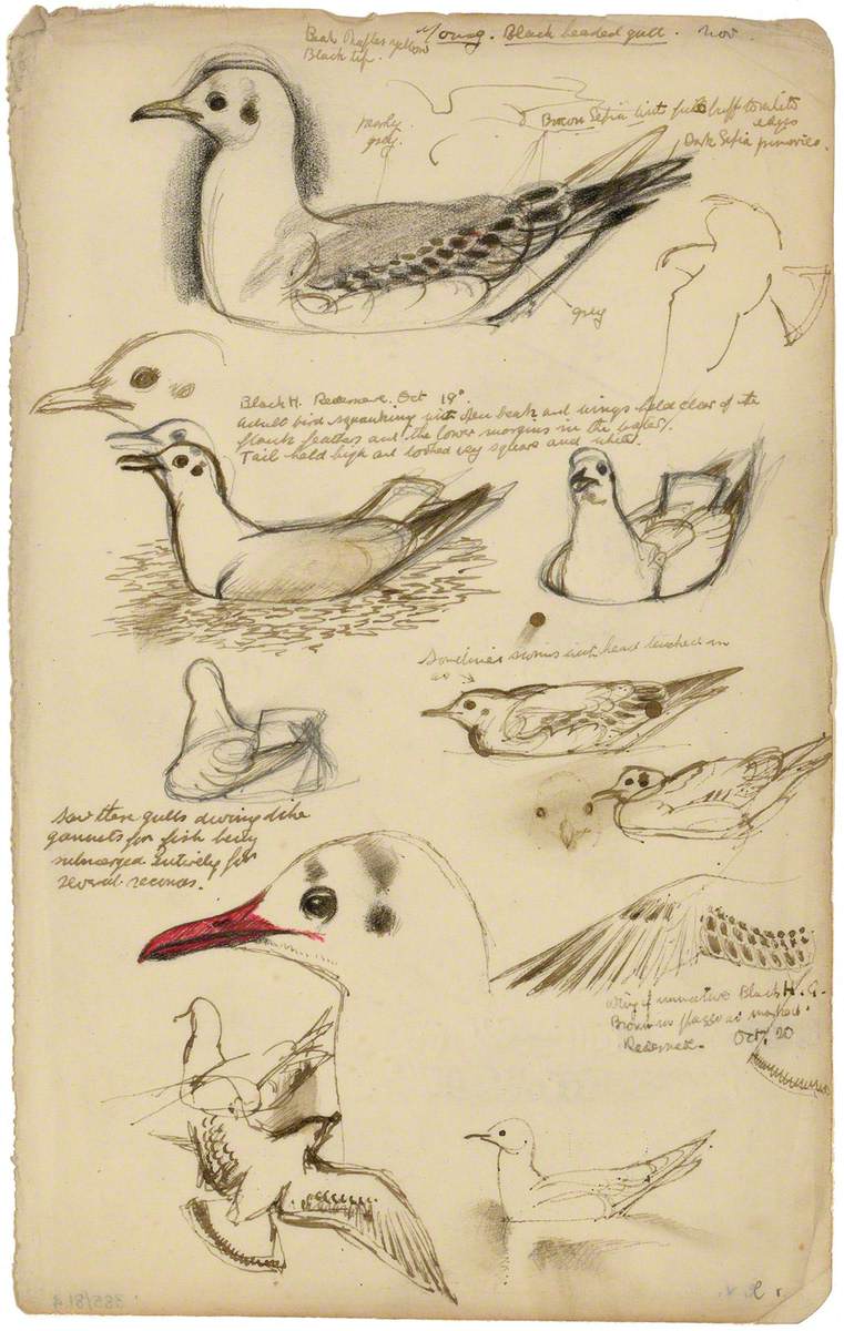 Astudiaethau o Wylan Penddu / Studies of a Black-Headed Gull