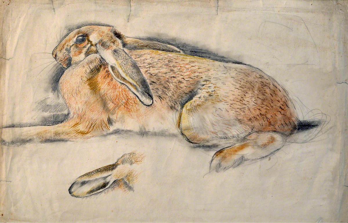 Ysgyfarnog / Hare