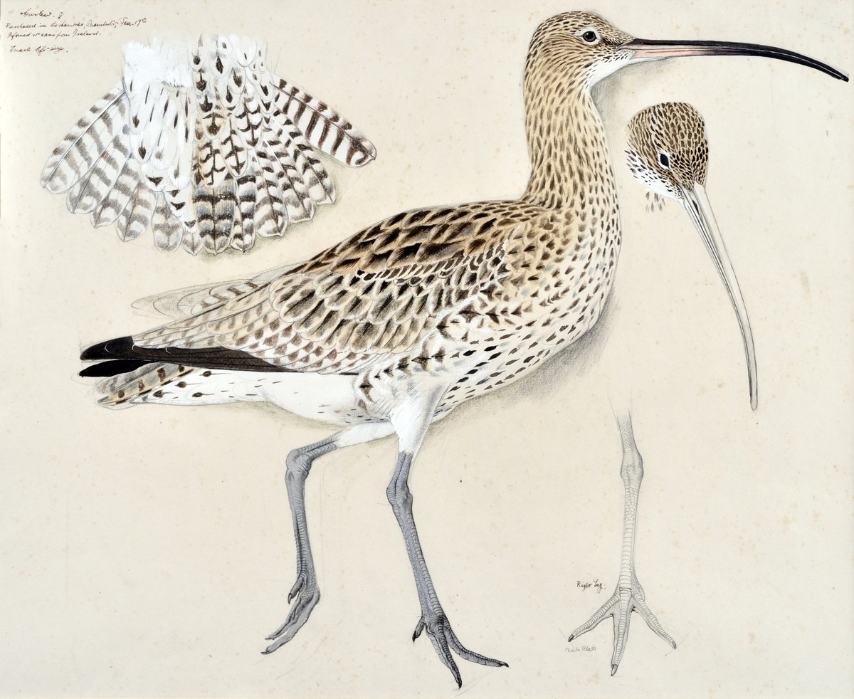 curlew artwork