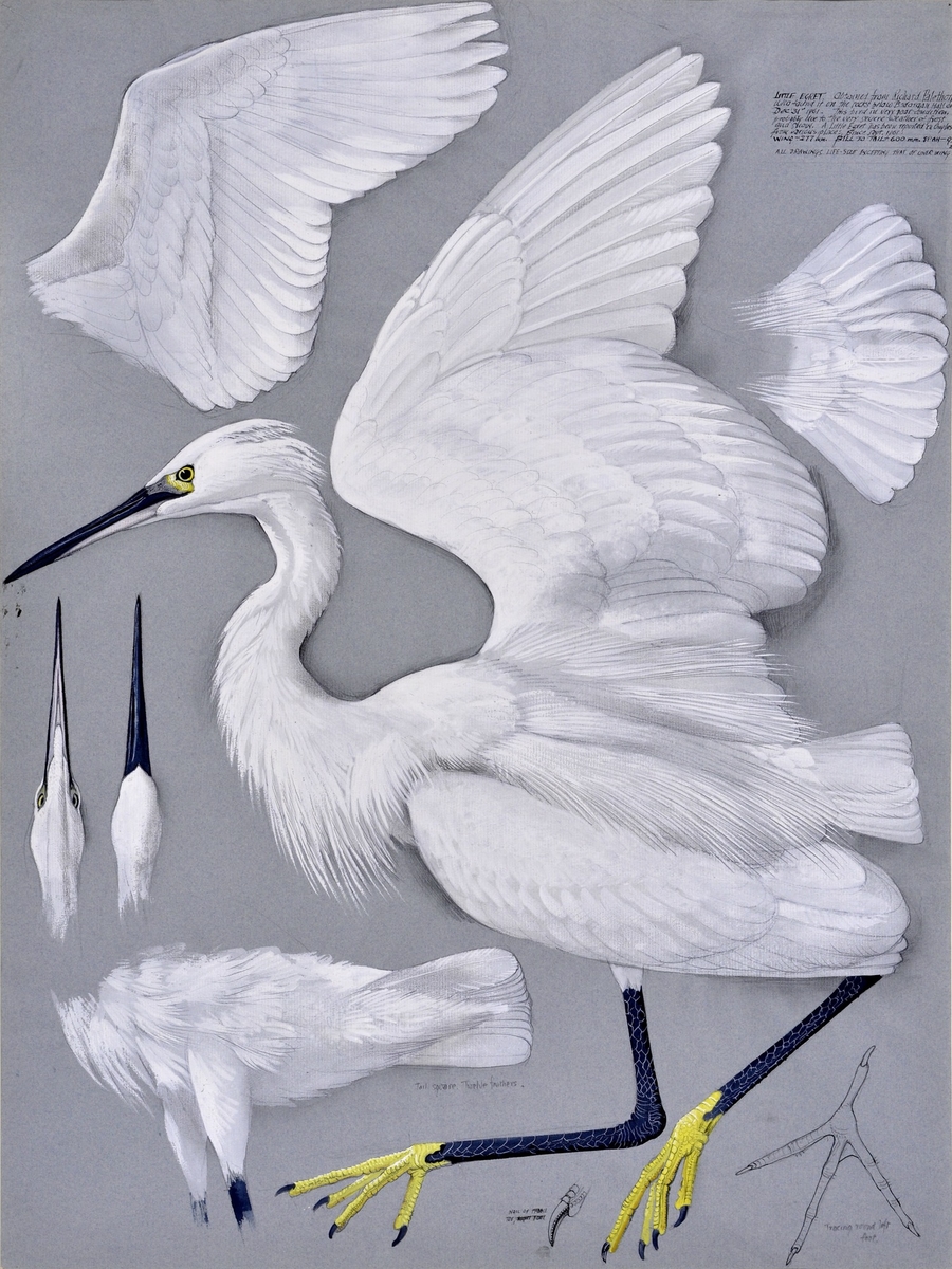 Crëyr Bach / Little Egret