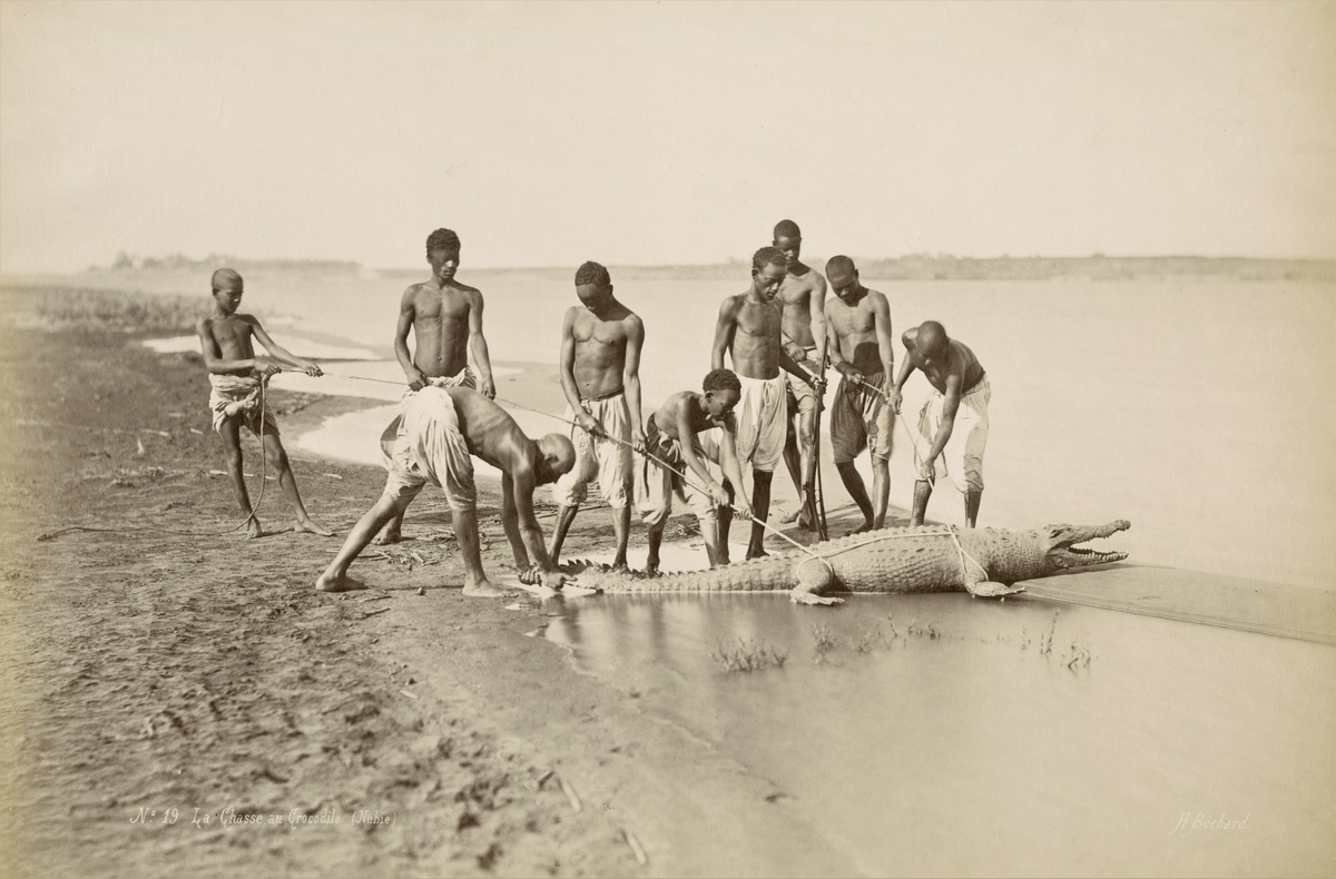 The captured crocodile