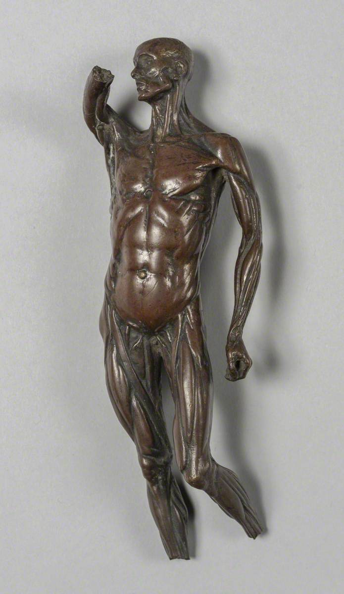 Anatomical Figure