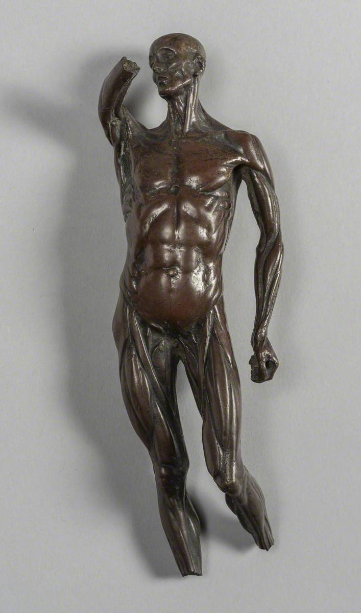 Anatomical Figure