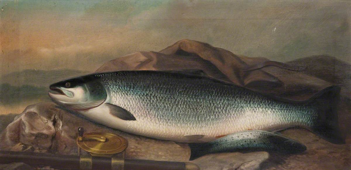 Sea Trout