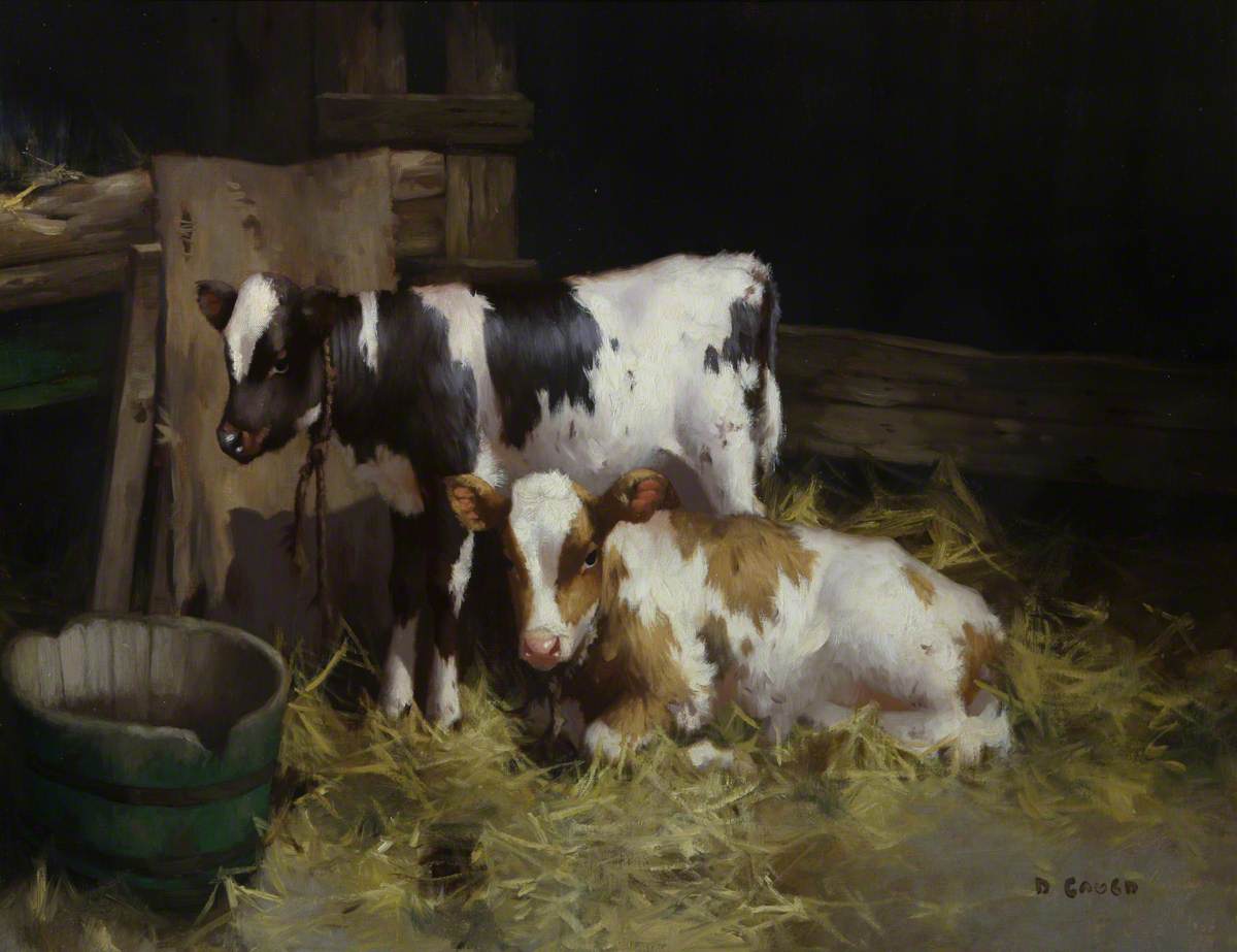 Two Ayrshire Calves