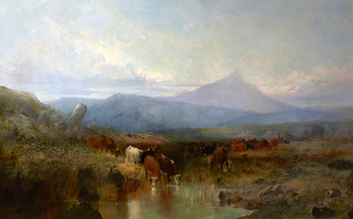 Cattle on Dartmoor