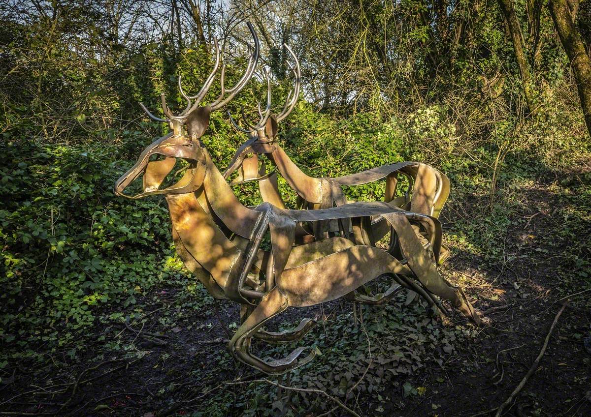 Sika Deer