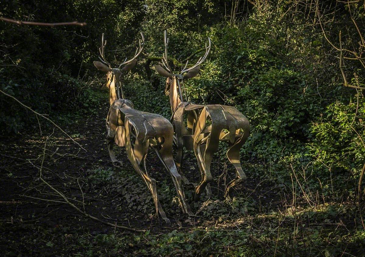 Sika Deer