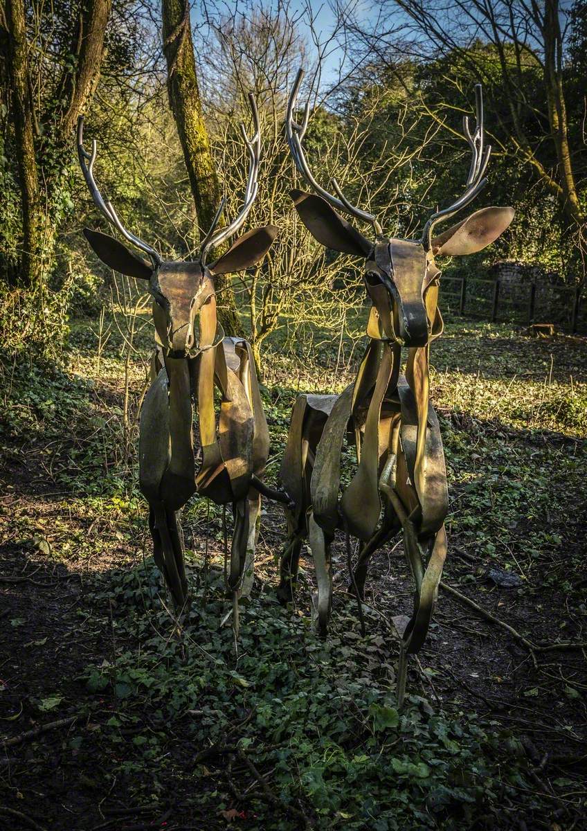 Sika Deer