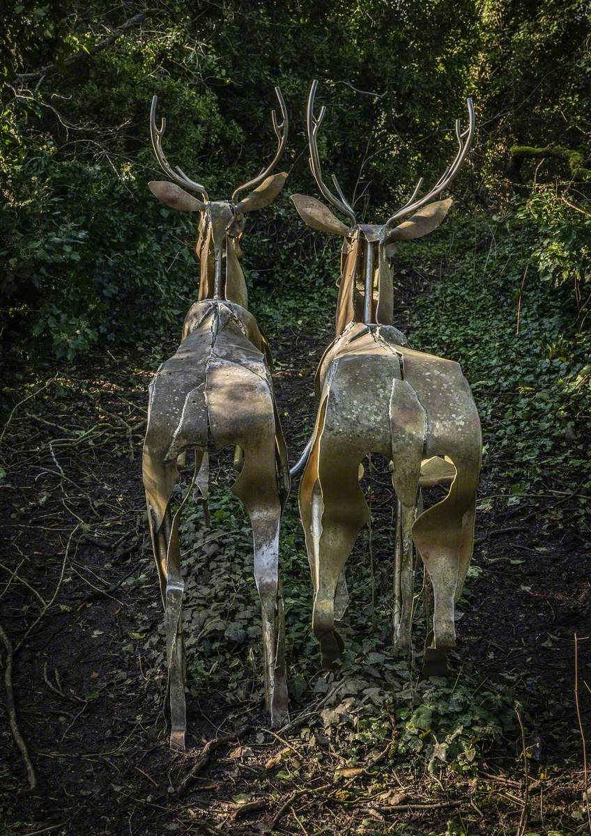 Sika Deer