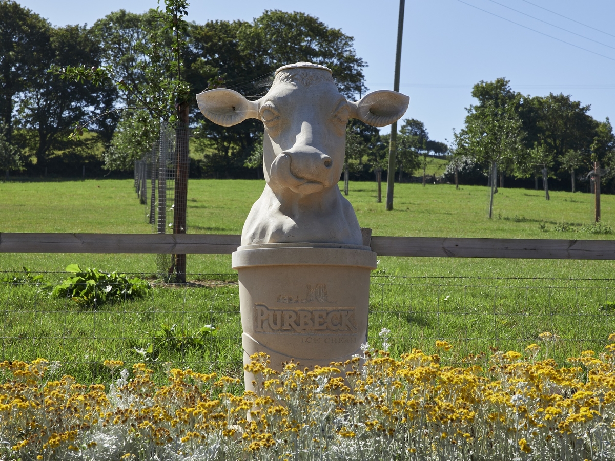 Purbeck Ice Cream Cow