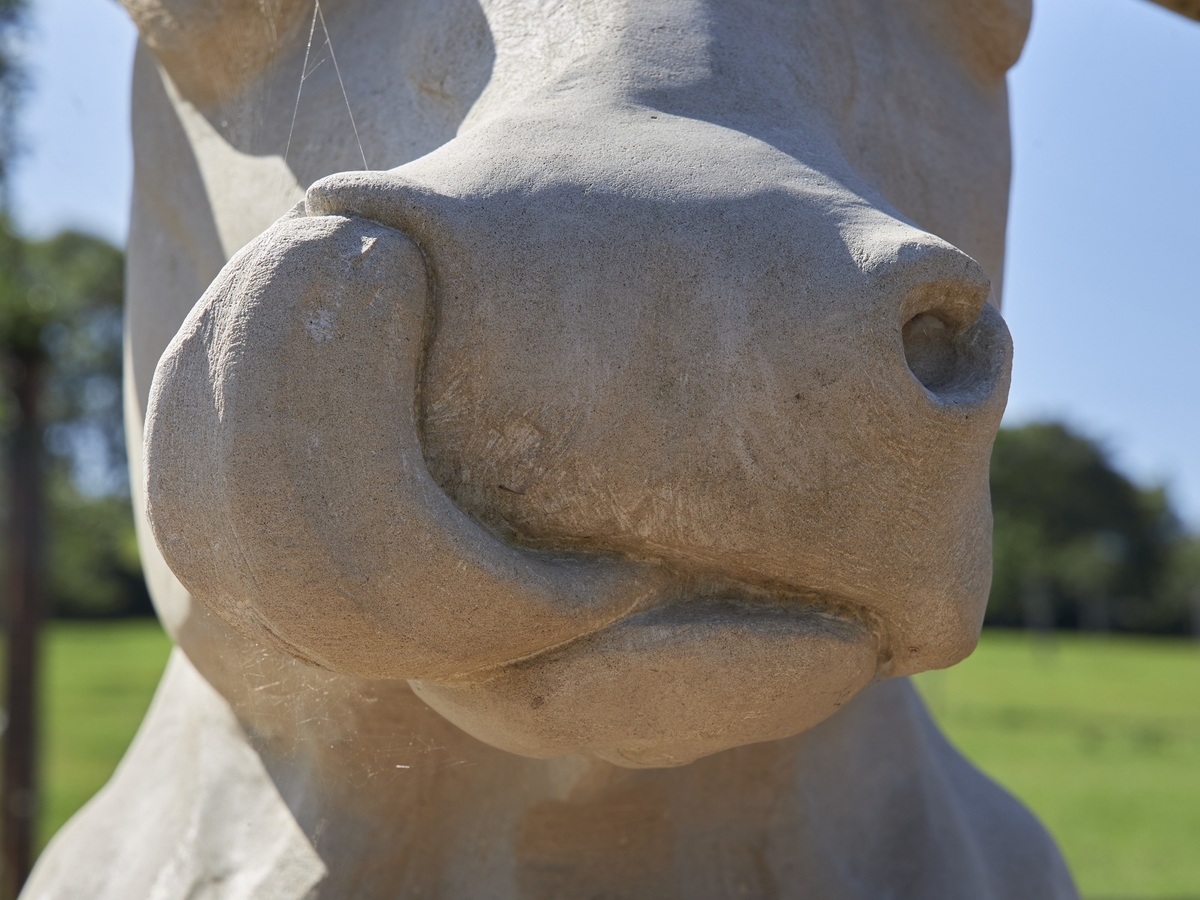 Purbeck Ice Cream Cow