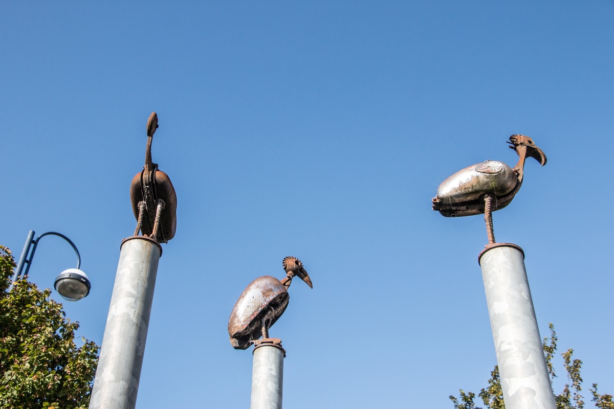 The Greater Breasted Plunger, the Crested Columbus Plunger, and the Hooked Beaked Bantom