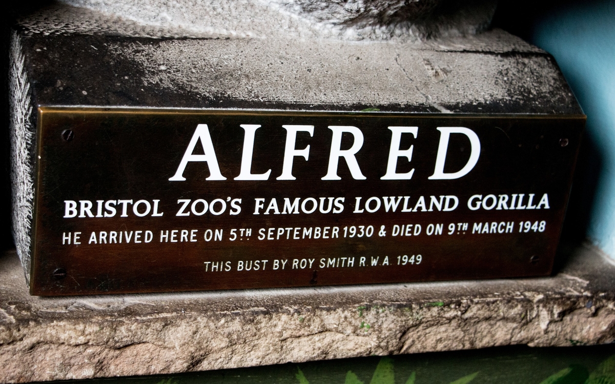 Alfred