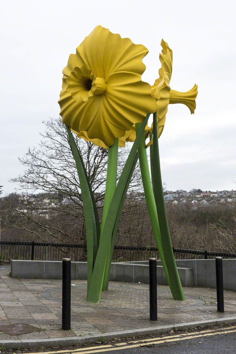 Giant Daffodils