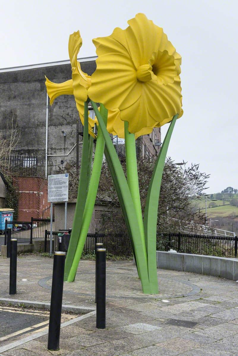 Giant Daffodils