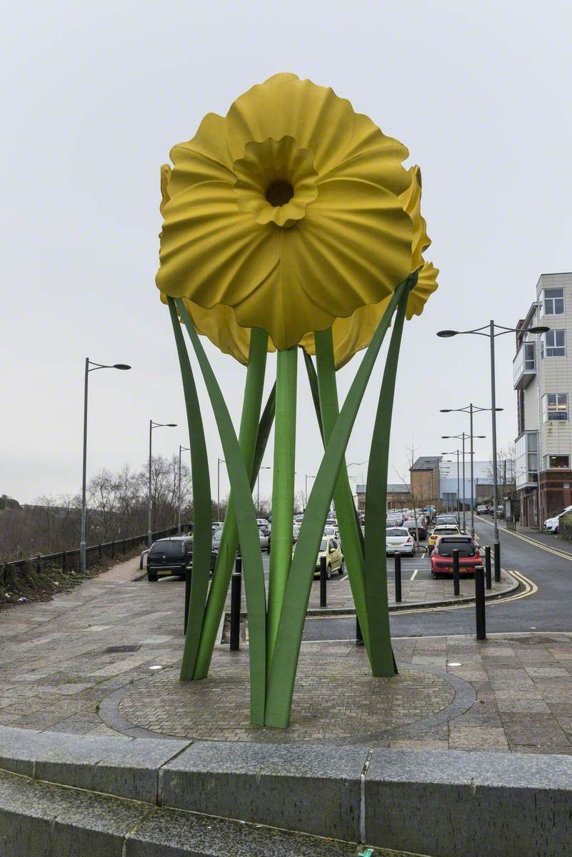 Giant Daffodils