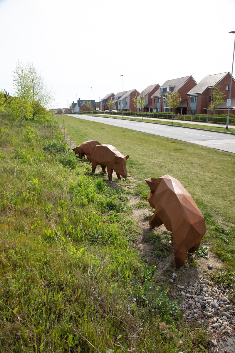Foraging Pigs