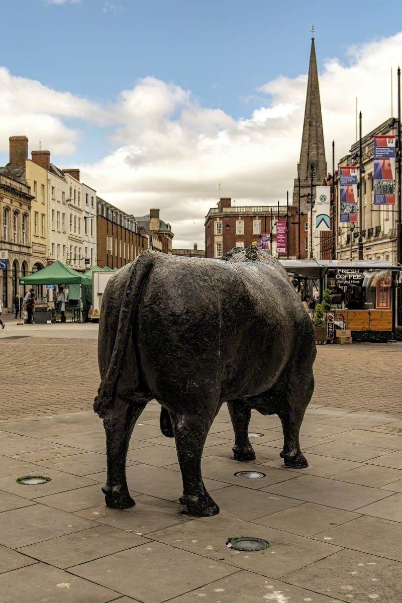 Hereford Bull