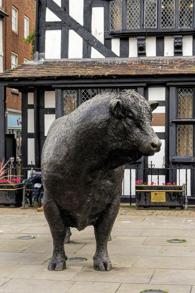 Hereford Bull