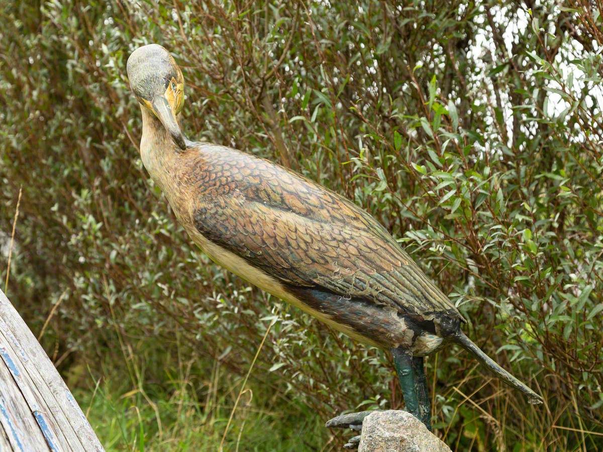 Cormorant