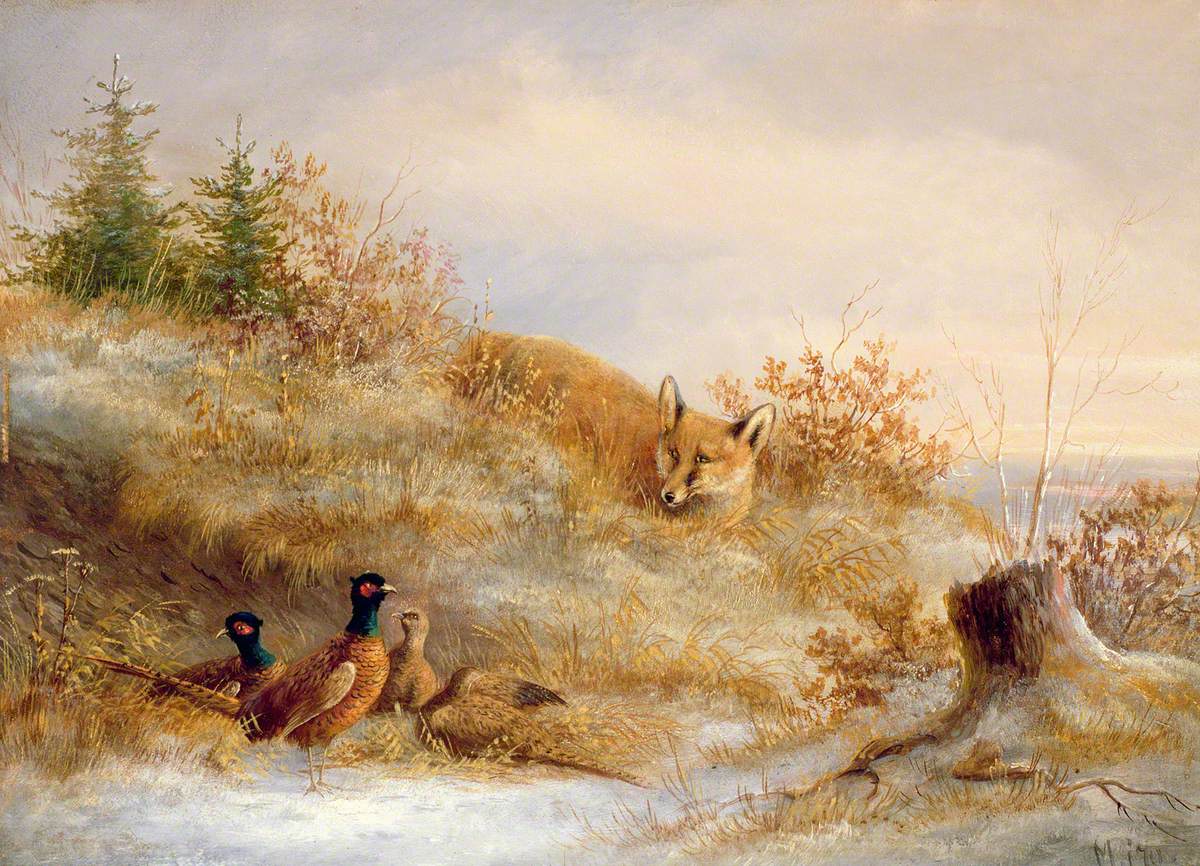 A Fox Surprising Pheasants