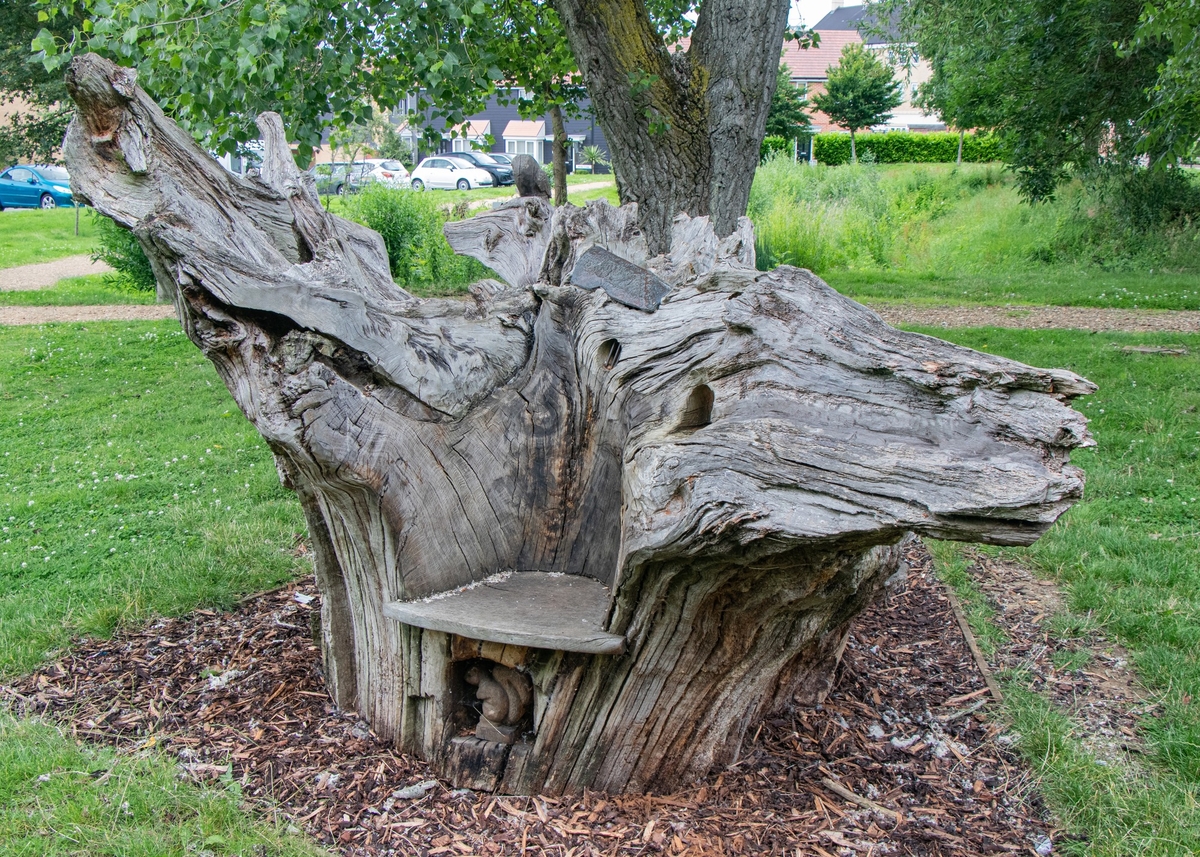 Carved Oak Root