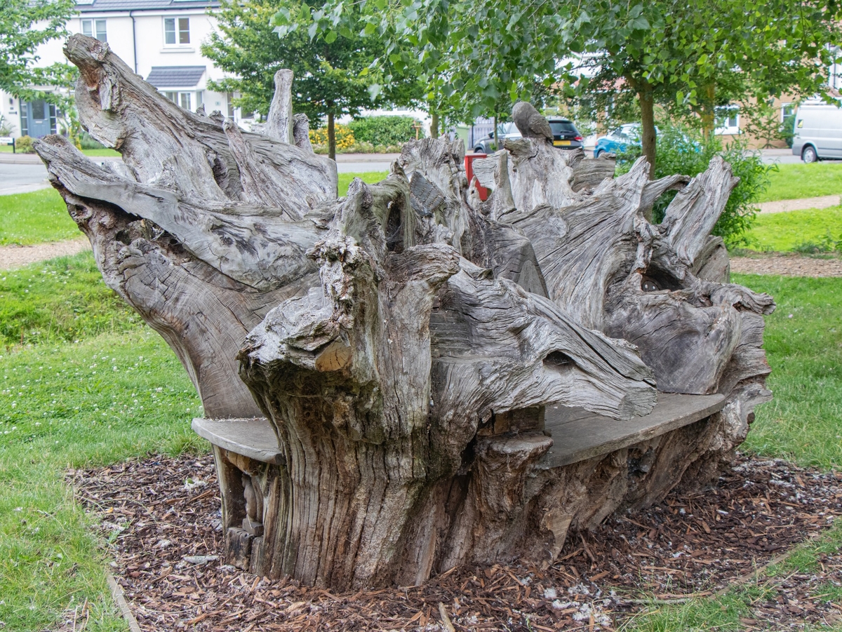 Carved Oak Root