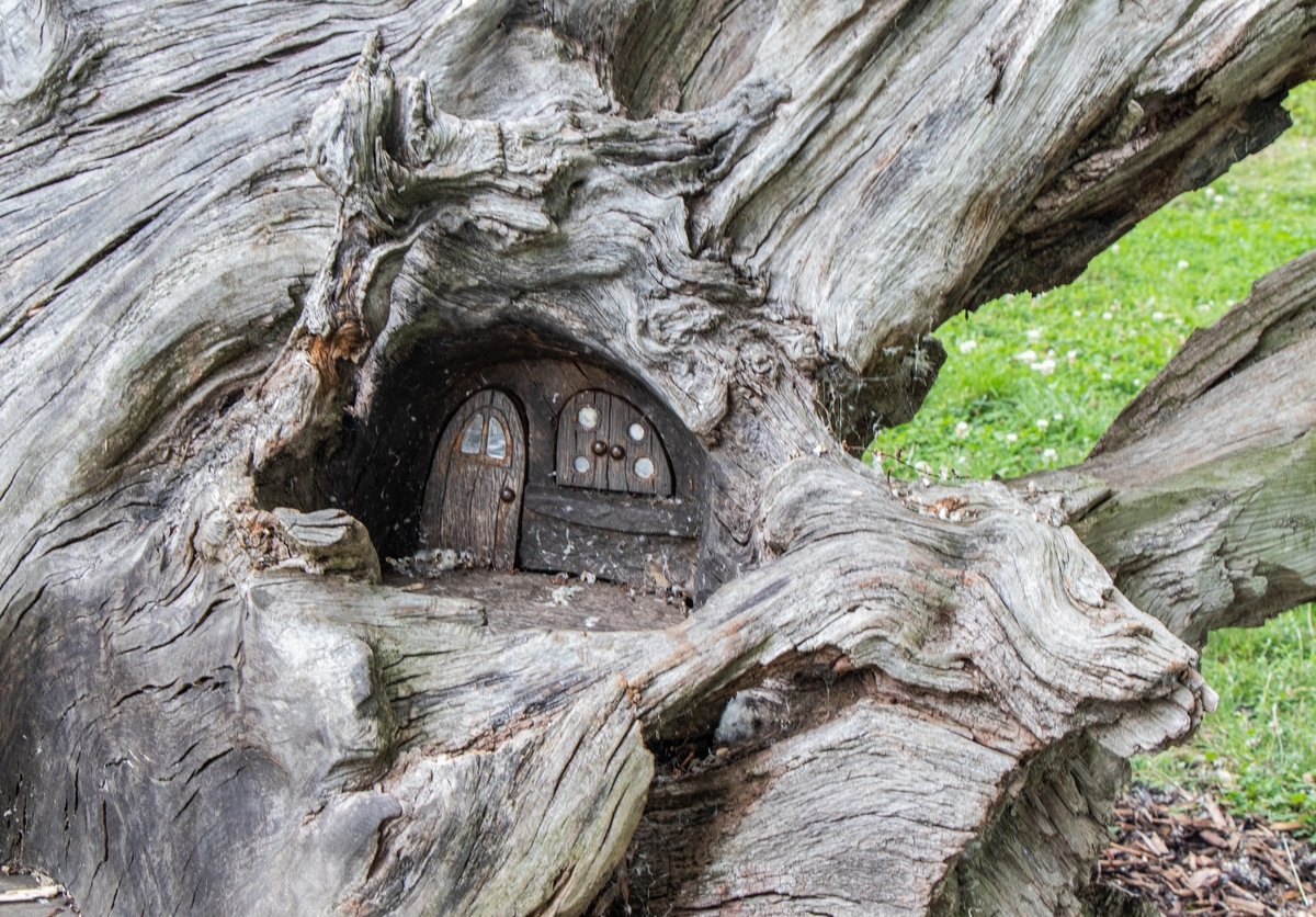 Carved Oak Root