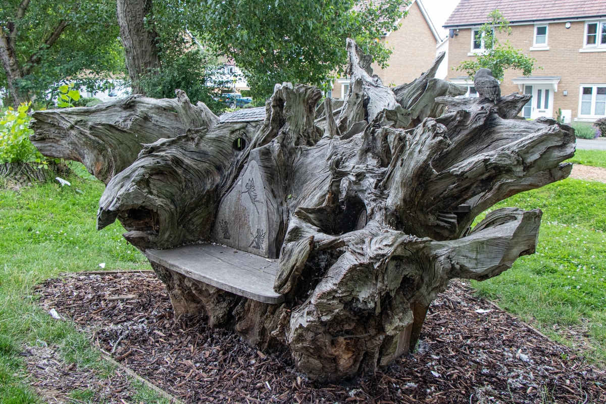 Carved Oak Root